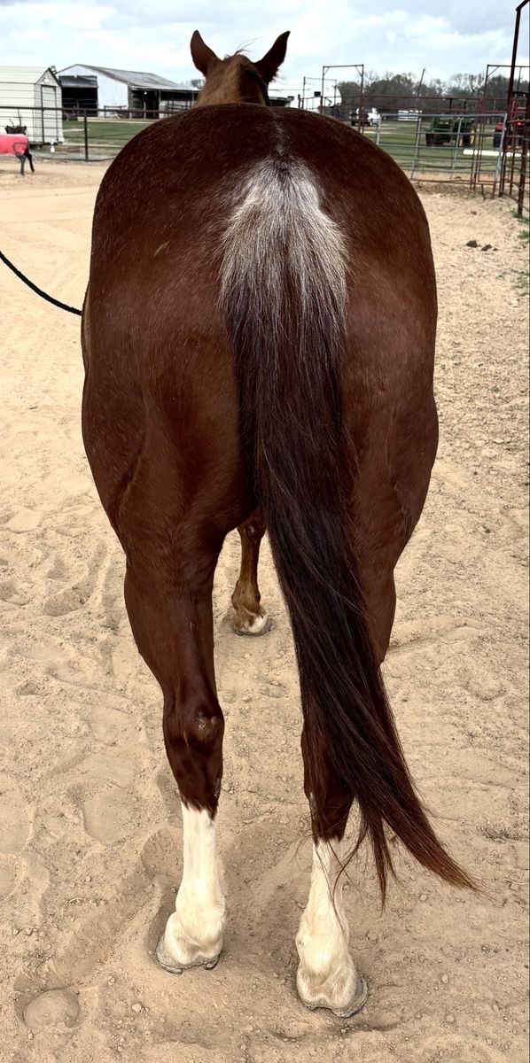 BSKITKATPEPPY: AQHA red roan 6 yo. Heel horse, ranch horse, trail horse