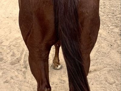 BSKITKATPEPPY: AQHA red roan 6 yo. Heel horse, ranch horse, trail horse
