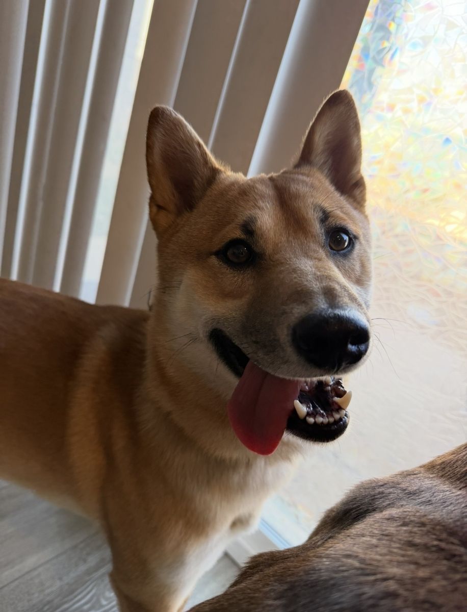 SHIBA INU REHOME