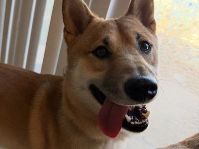 SHIBA INU REHOME