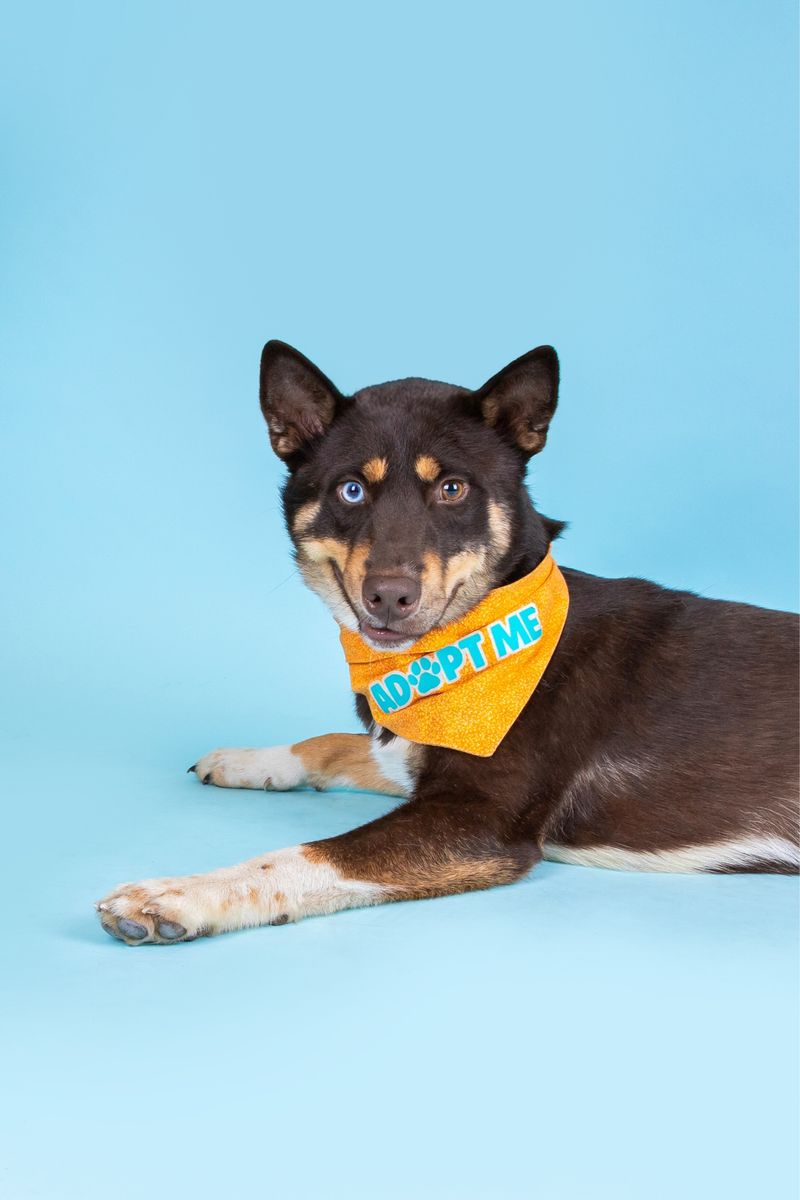 Adopt Diz — the wiggly, wobbly wonder!