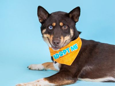 Adopt Diz — the wiggly, wobbly wonder!
