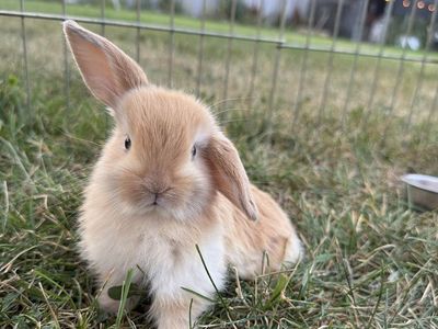 Purebred Holland Lop