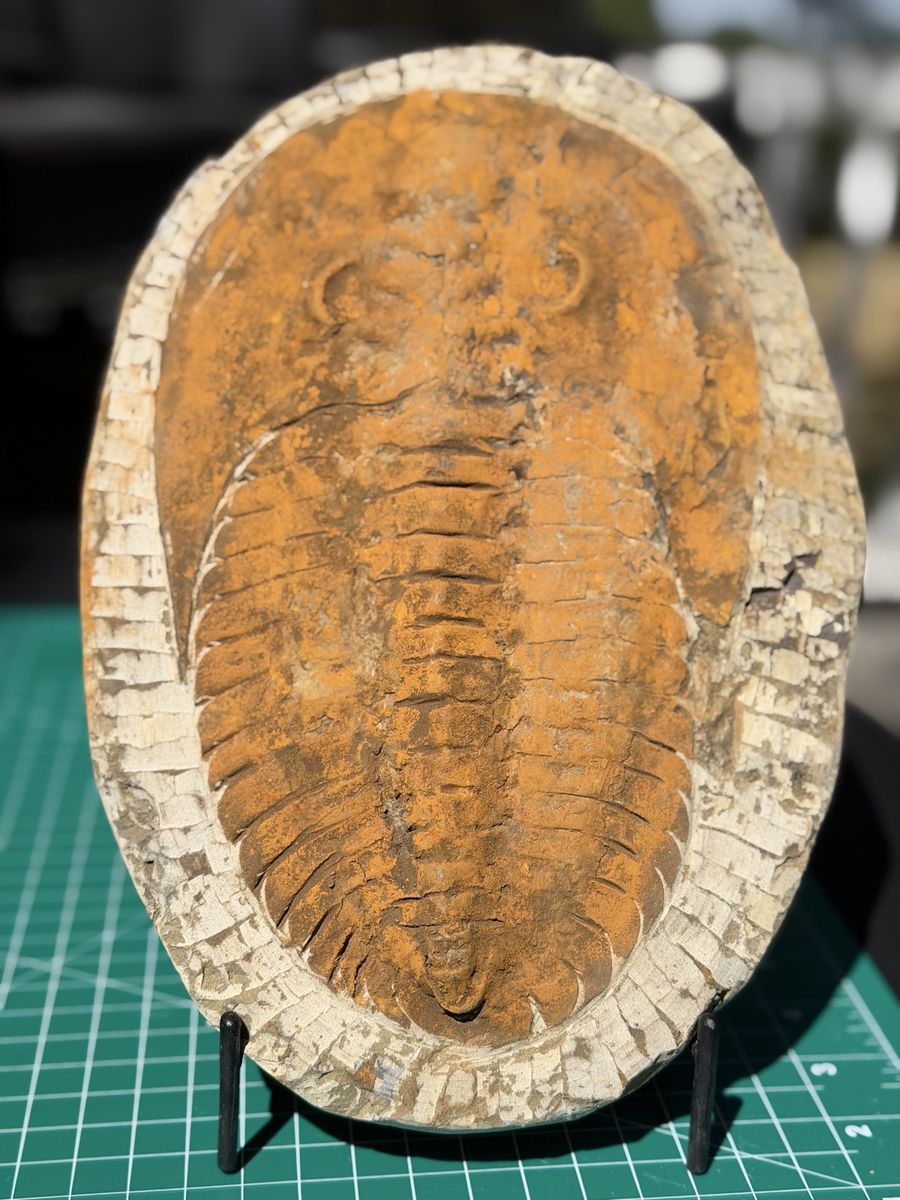 Large 11” Trilobite Fossil in Matrix with Stand - Ancient Marine Arthropod Specimen