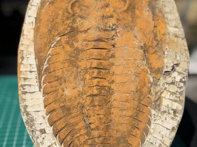 Large 11” Trilobite Fossil in Matrix with Stand - Ancient Marine Arthropod Specimen