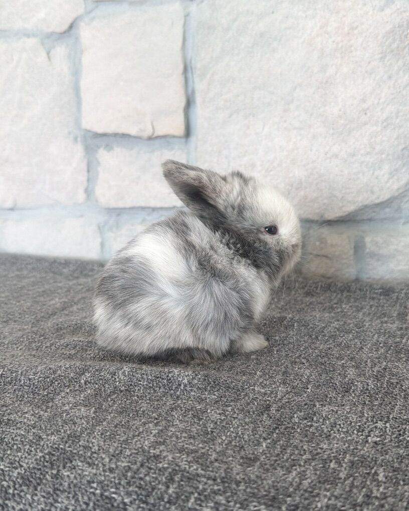 Sable Magpie Holland Lop Doe