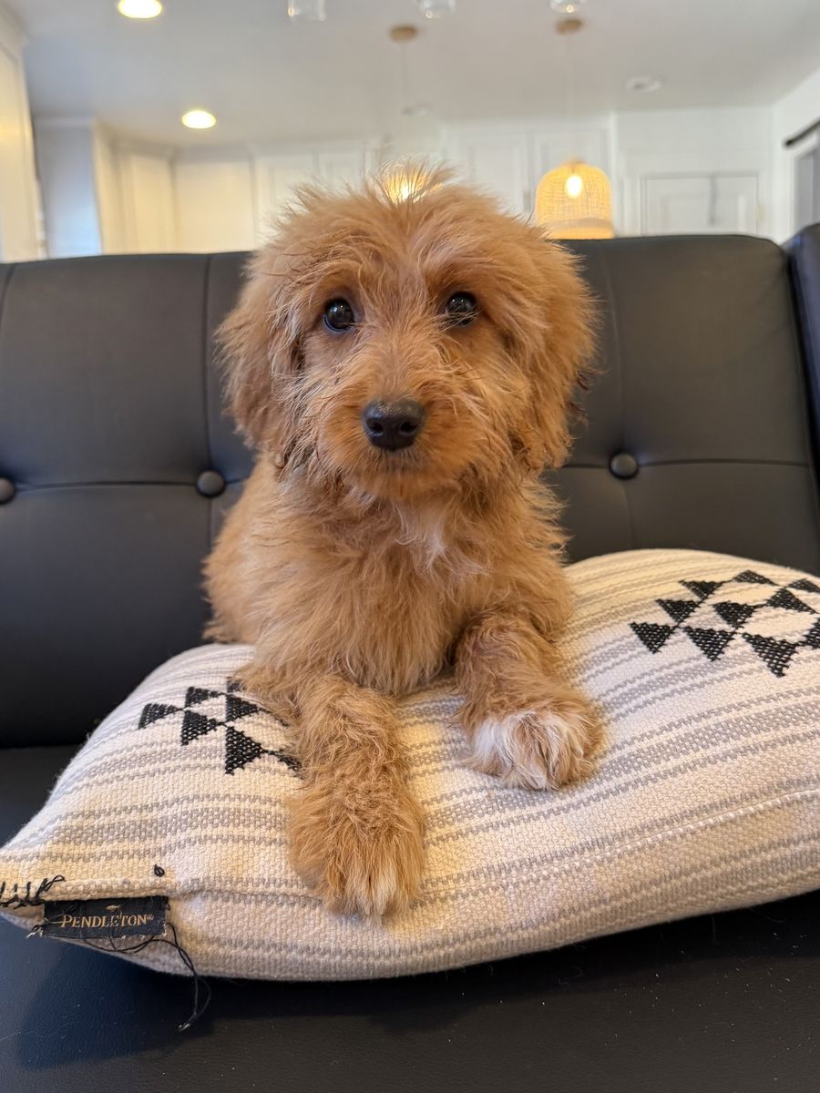 Mini Goldendoodle Puppies