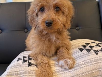 Mini Goldendoodle Puppies