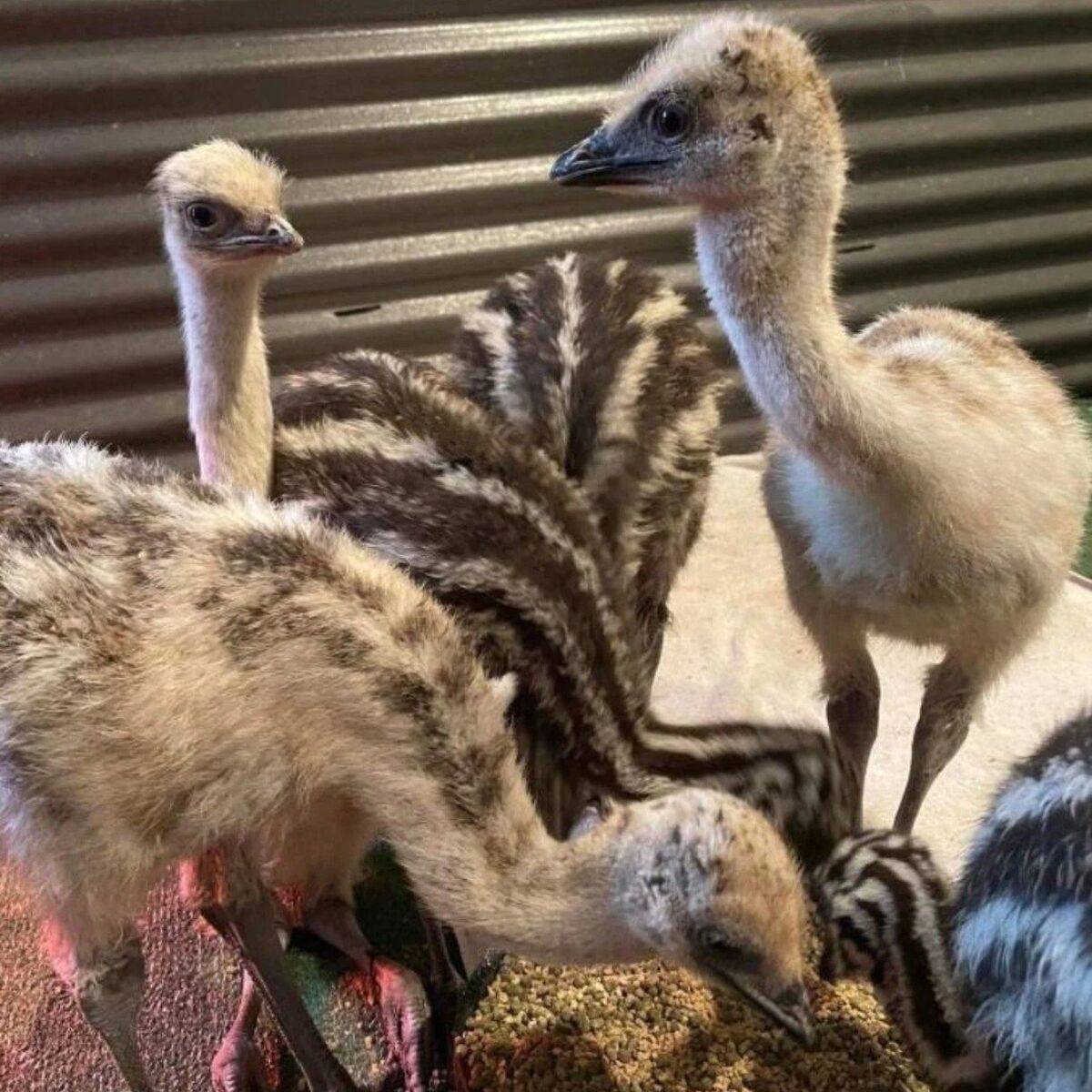 Emu Chicks