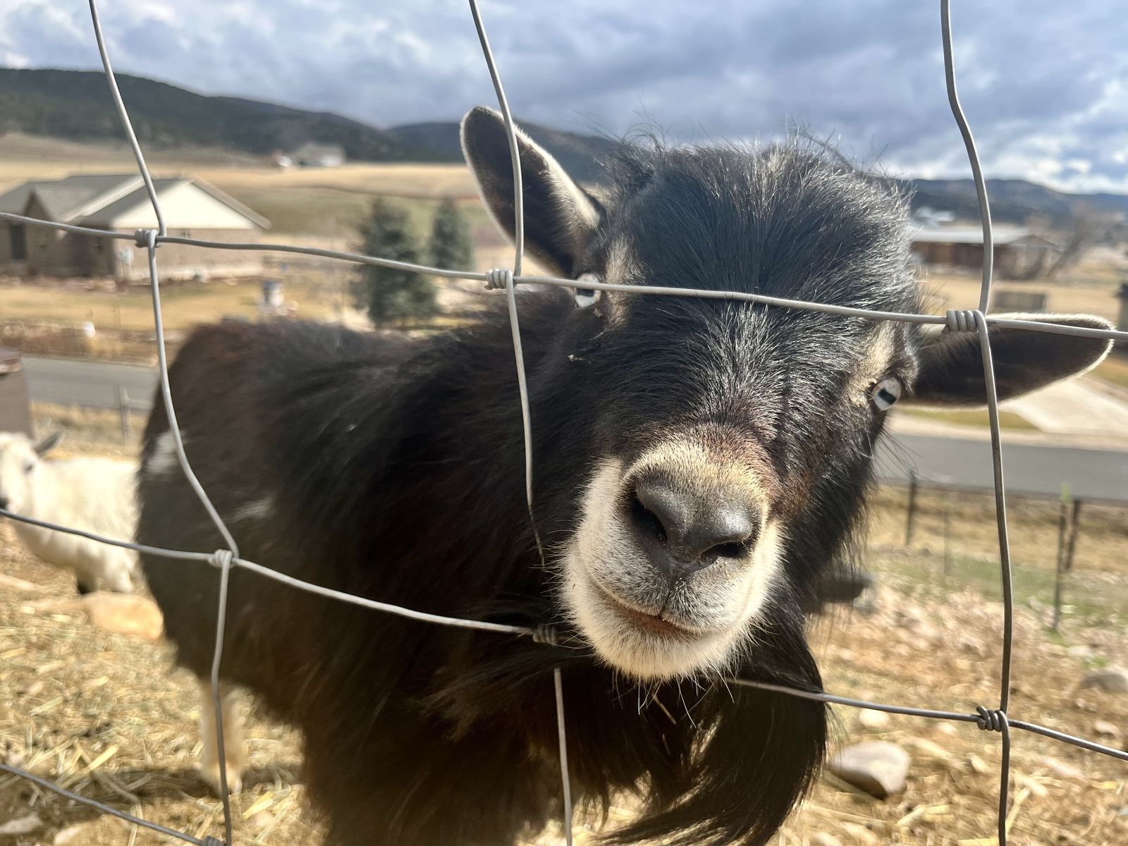 Prooven Breeding Bucks Available- Ready To Work!