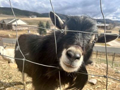 Prooven Breeding Bucks Available- Ready To Work!