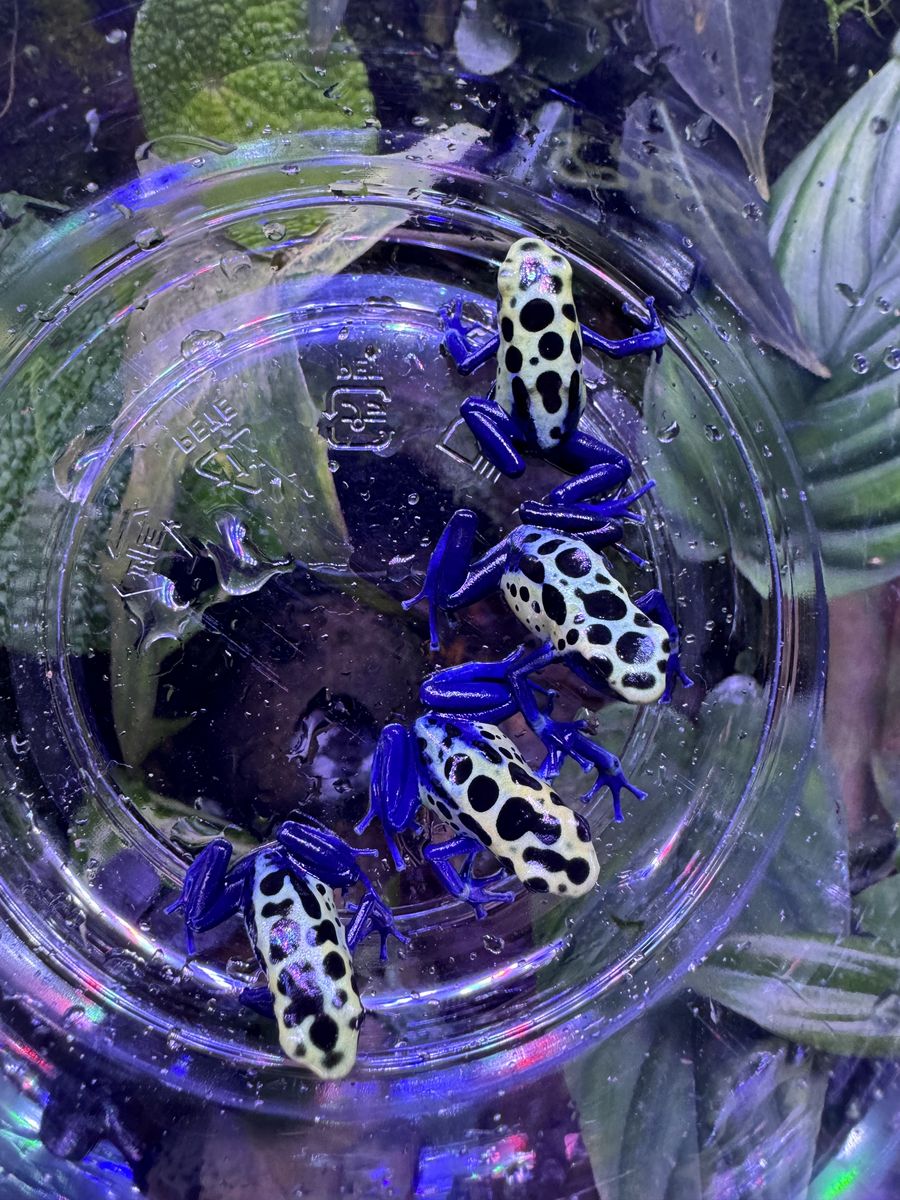 Blue Sipalawini Dart Frogs