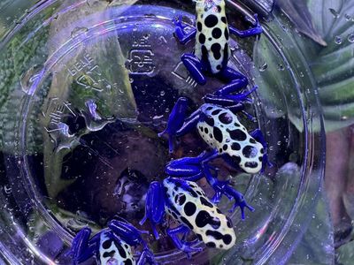 Blue Sipalawini Dart Frogs