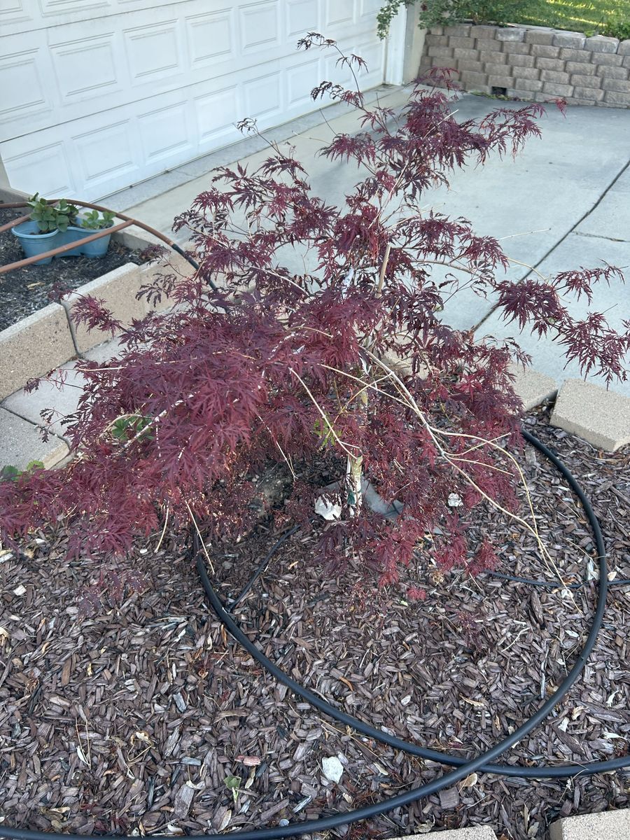 Japanese Maple Tree