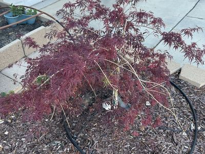 Japanese Maple Tree
