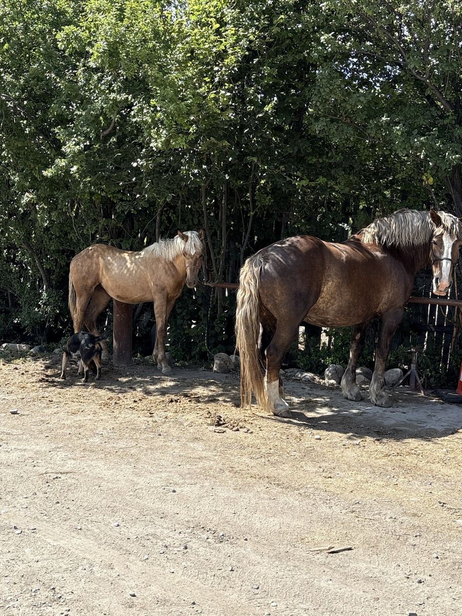 5 Y/O Belgian mare