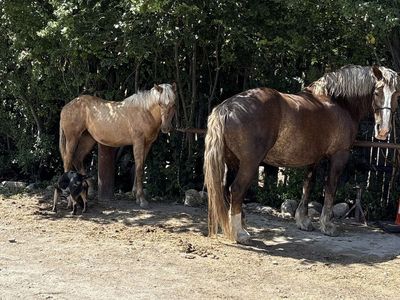5 Y/O Belgian mare