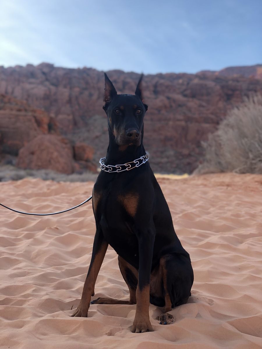Doberman Pinscher - AKC Purebred Pedigree Stud