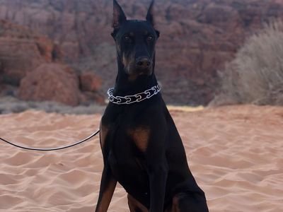 Doberman Pinscher - AKC Purebred Pedigree Stud
