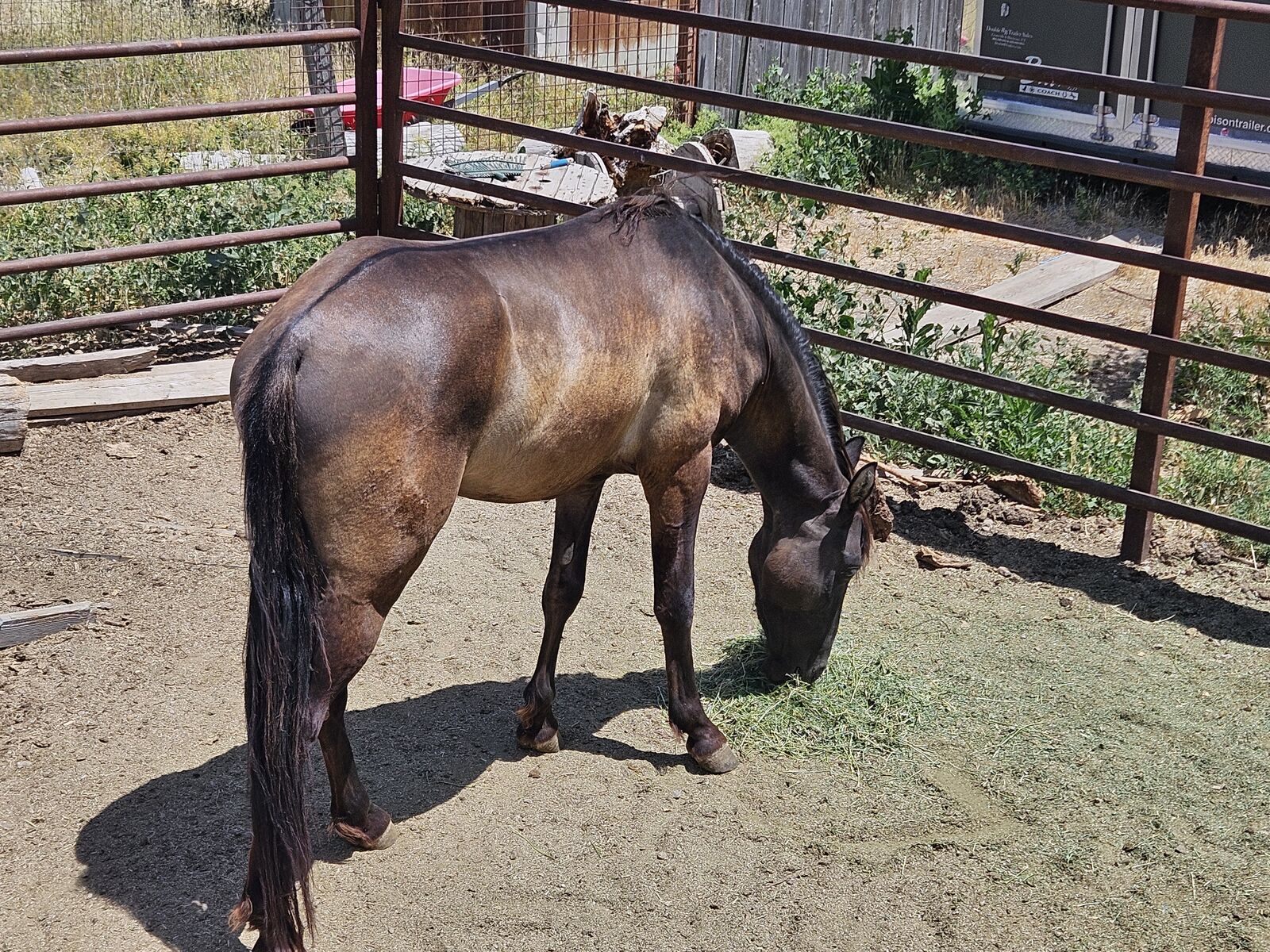 3 yr old Grullo Tennessee walker stud