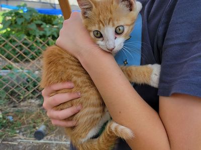 Kittens--mamas are great mousers