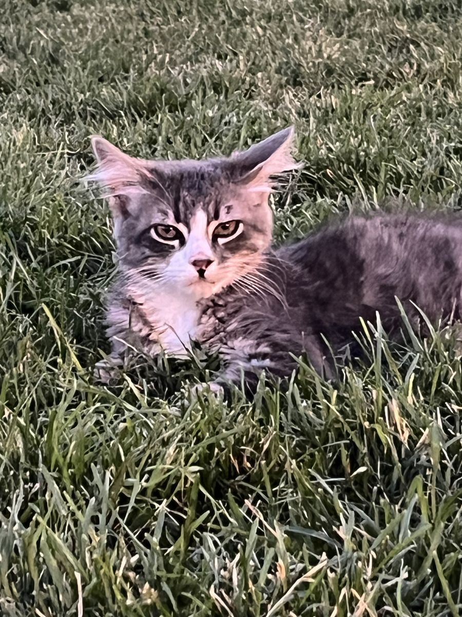 Meet Neptune