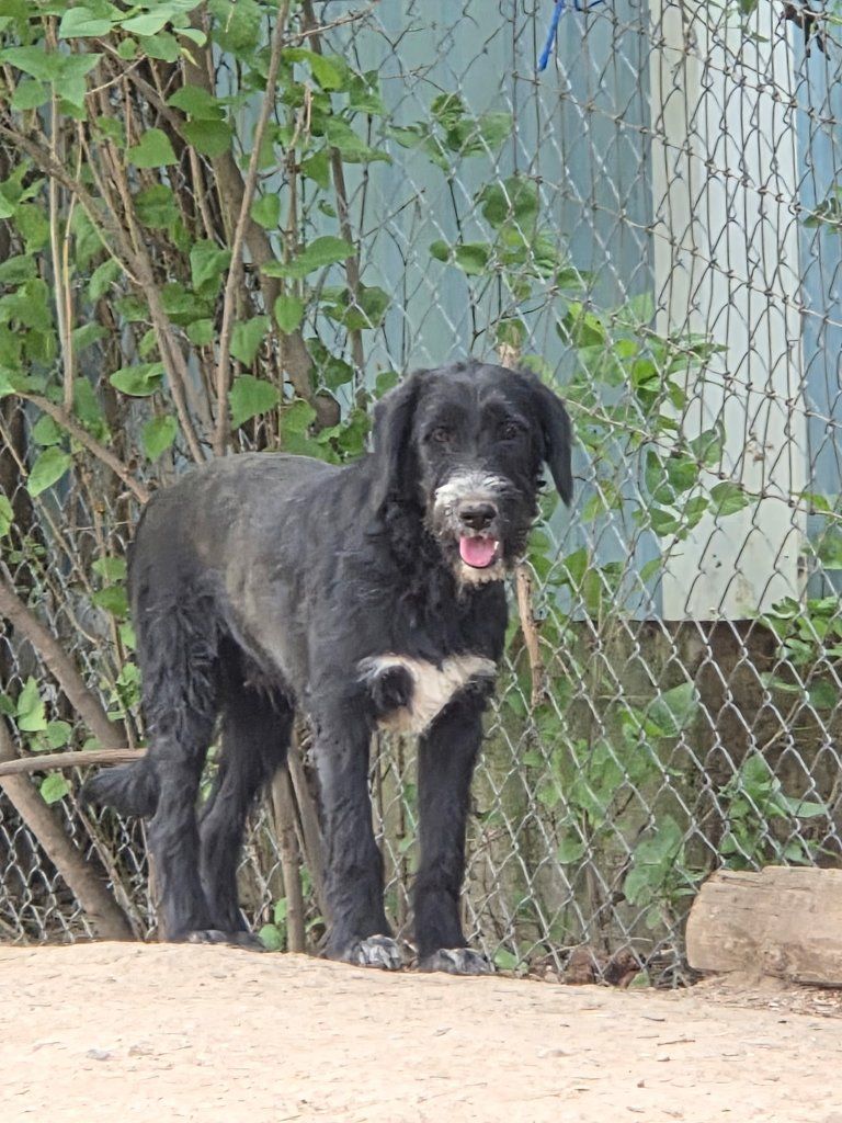 puppy looking for his forever home
