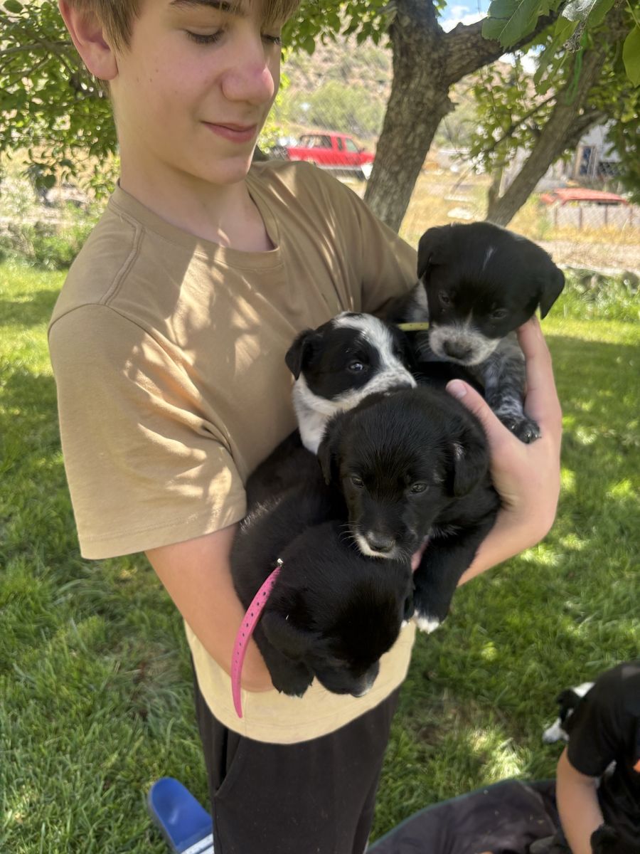 Part border collie