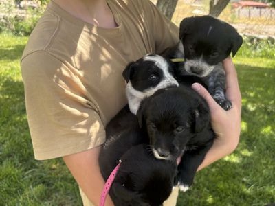 Part border collie