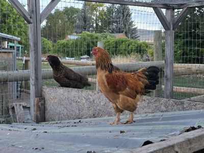 Rooster for Sale - Bantam