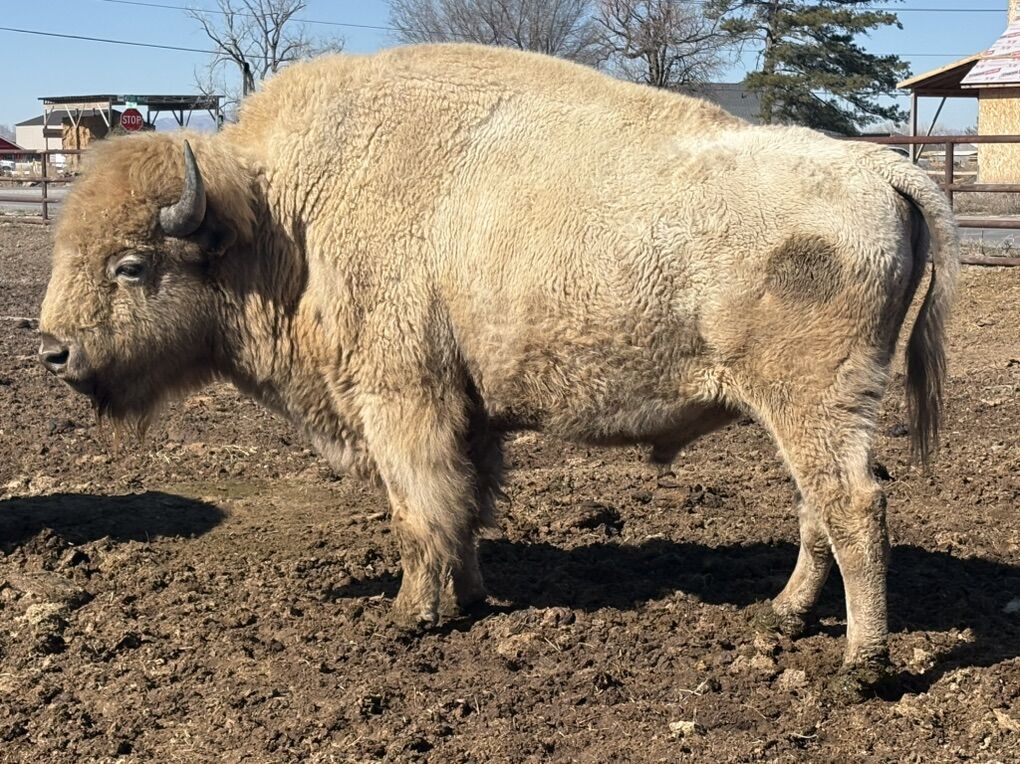 Pregnant Beefalo Cow