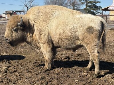 Pregnant Beefalo Cow