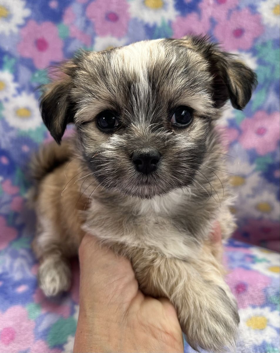 Rare Purebred Mi-Ki Puppies