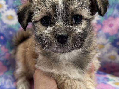Rare Purebred Mi-Ki Puppies
