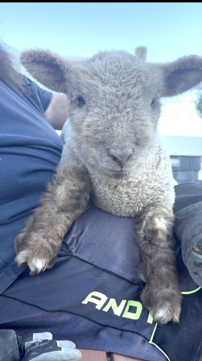 Olde English Miniature Southdown Babydoll