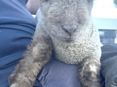 Olde English Miniature Southdown Babydoll