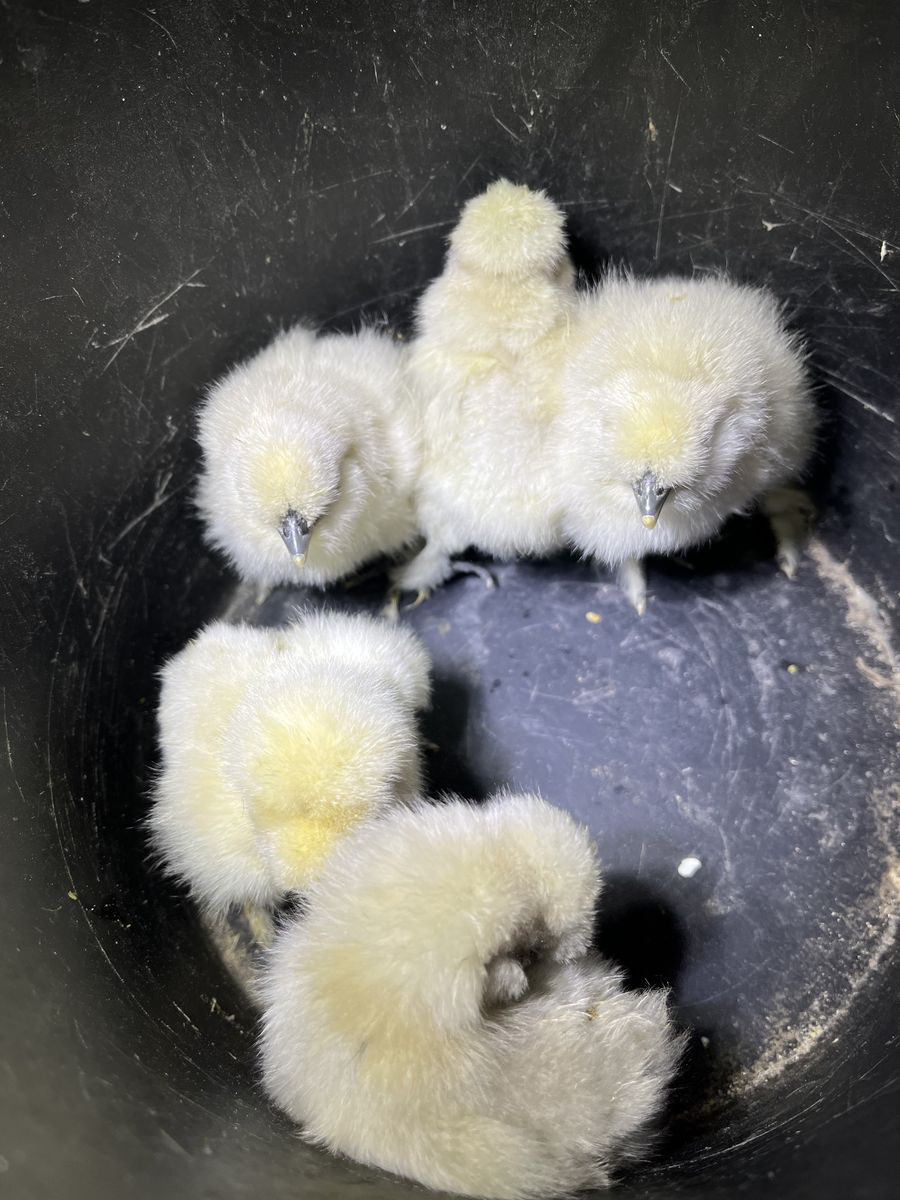 Splash Silkie Chicks
