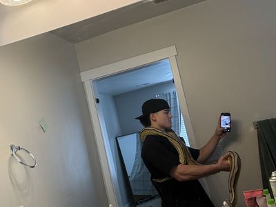 Male dwarf reticulated python.