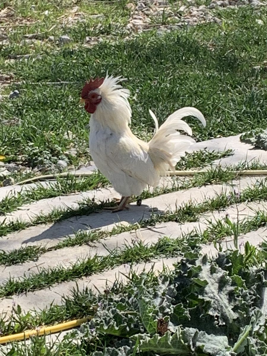 Kikiriki Rooster