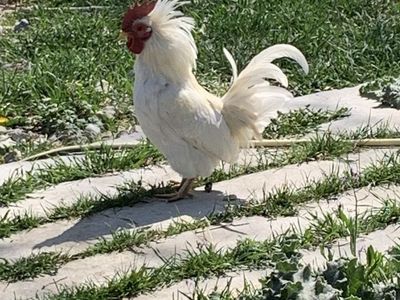 Kikiriki Rooster