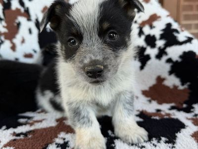 Cowboy Corgi