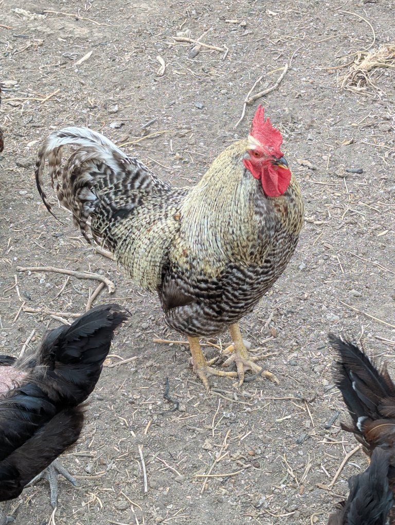 Rooster - Healthy rooster for Sale