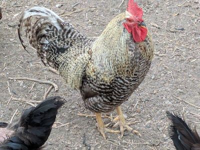 Rooster - Healthy rooster for Sale