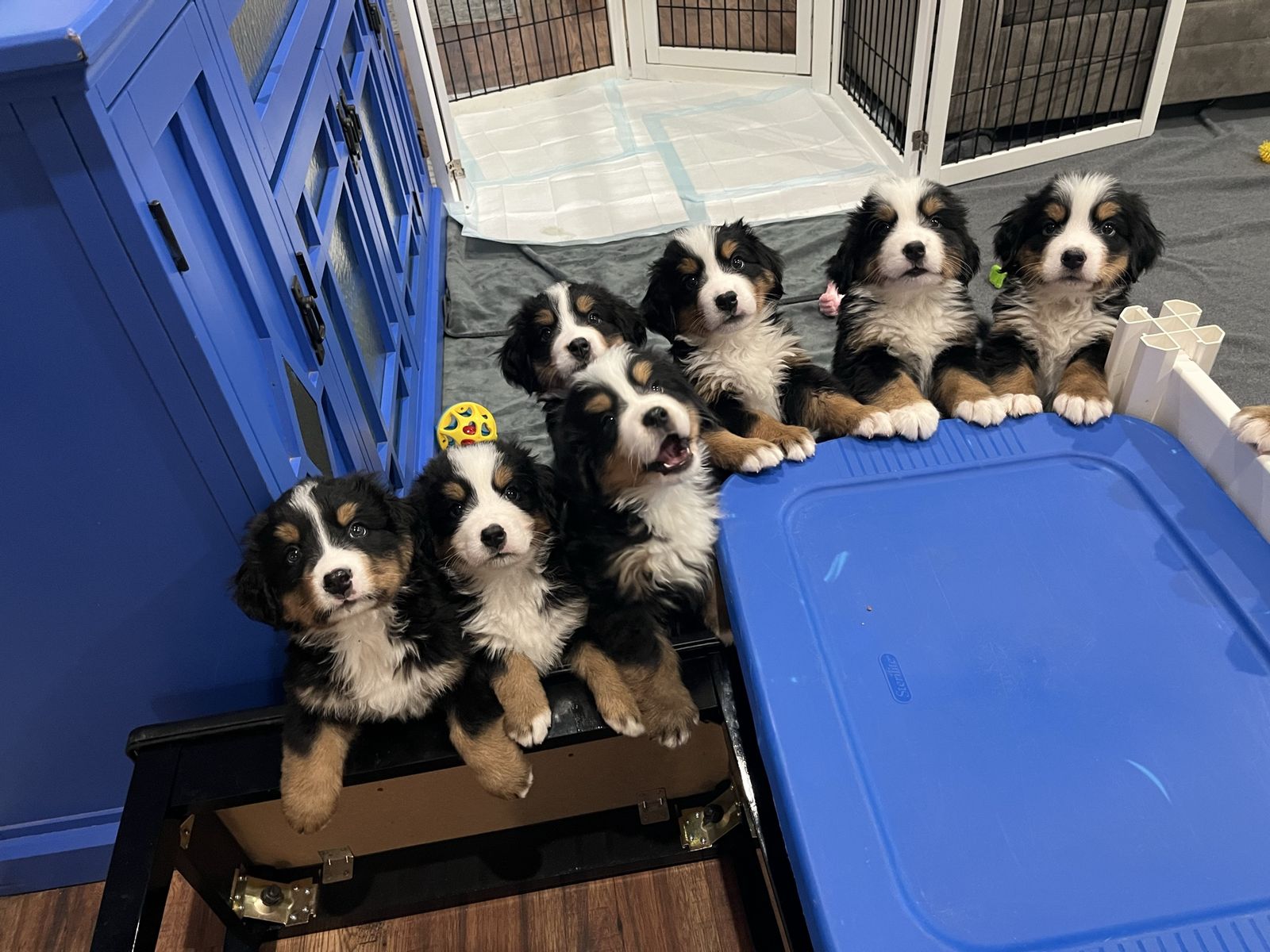 AKC Bernese Mountain Dog Puppies