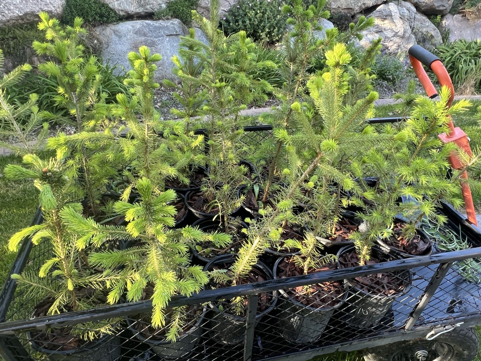 Norway spruce trees in 1 gallon pots