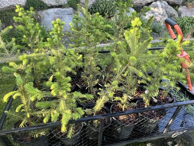 Norway spruce trees in 1 gallon pots