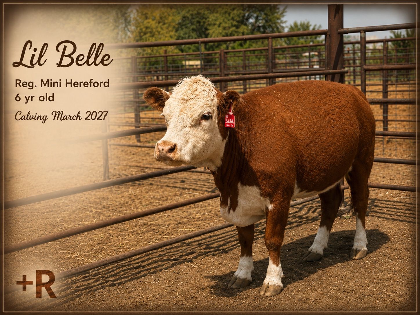 Registered Mini Hereford Cows