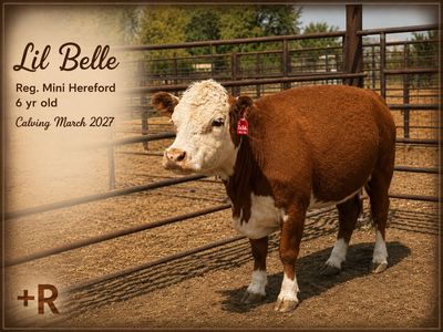 Registered Mini Hereford Cows