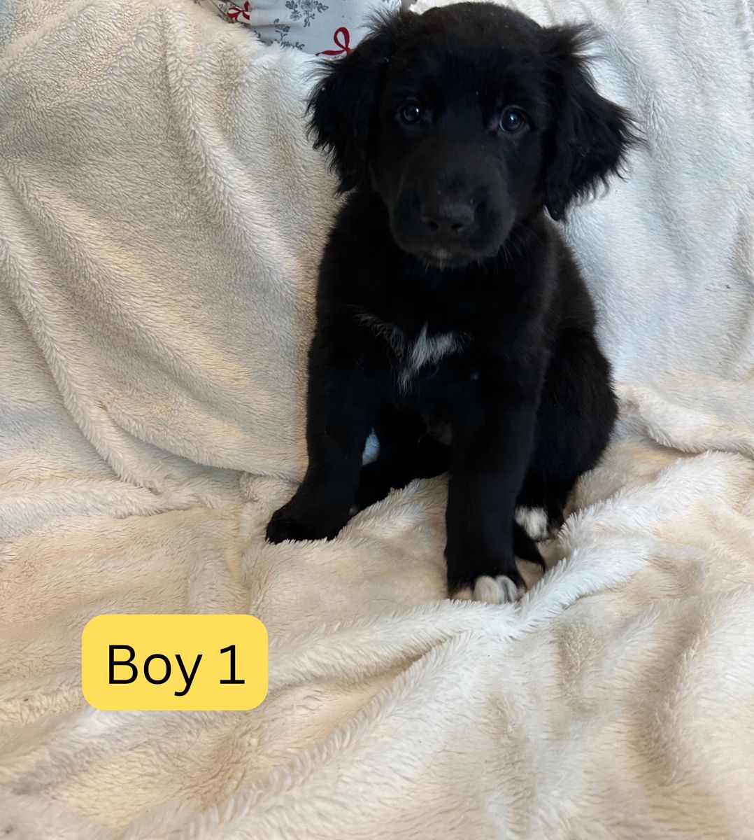 Border collie/Husky/Golden puppy mix!
