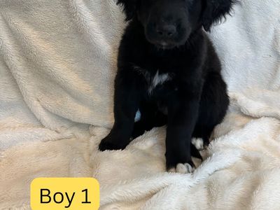 Border collie/Husky/Golden puppy mix!